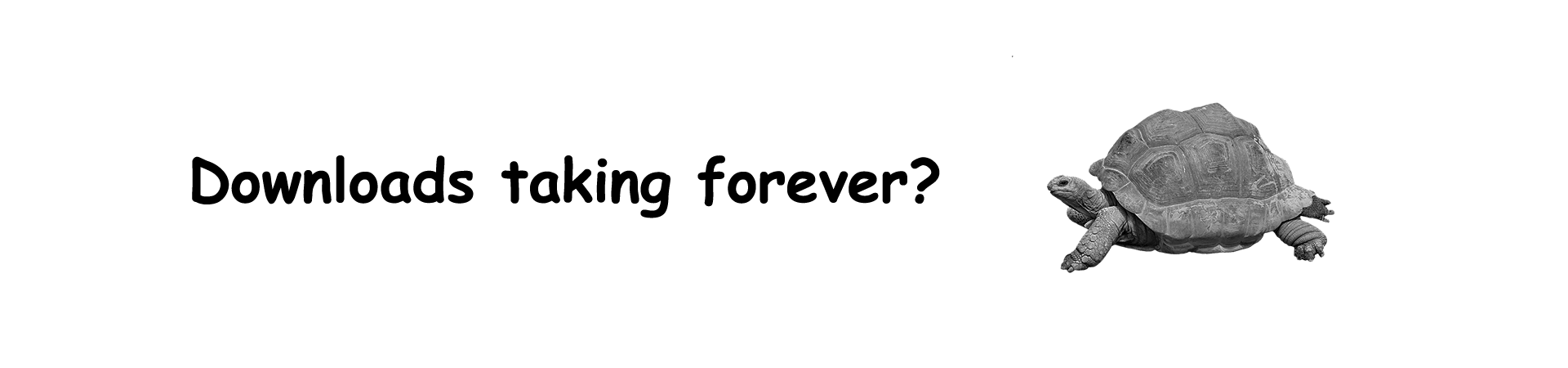 image of Turtle